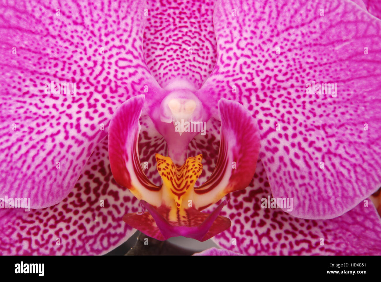 Purple orchid flower with veins close up Stock Photo - Alamy