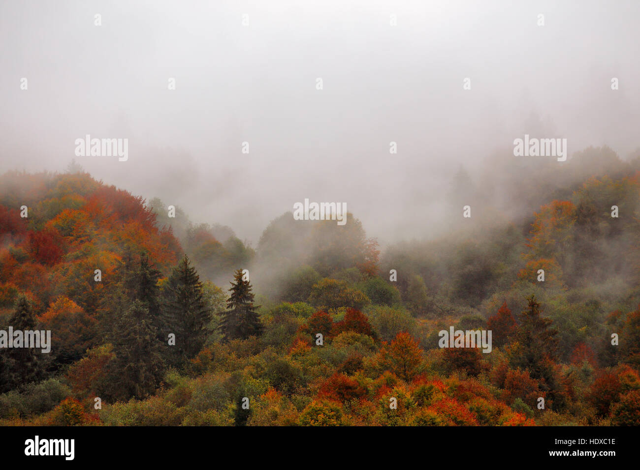 Autumn rain in Carpathian mountain forest. Colorful wood in clouds of fog Stock Photo