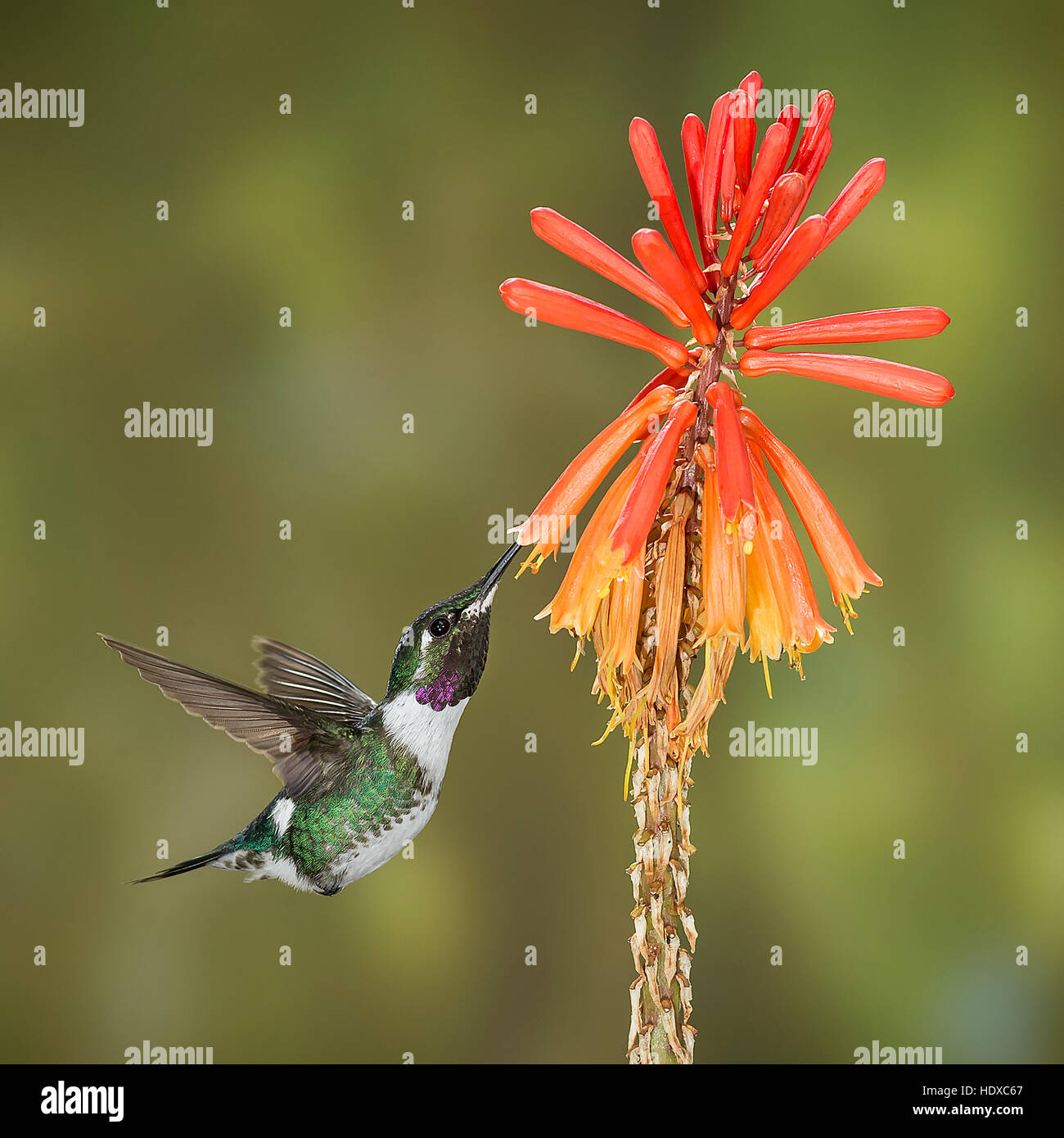 White-bellied Woodstar Hummingbird (Chaetocercus mulsant) feeding on Red Hot Poker (Kniphofia Stock Photo