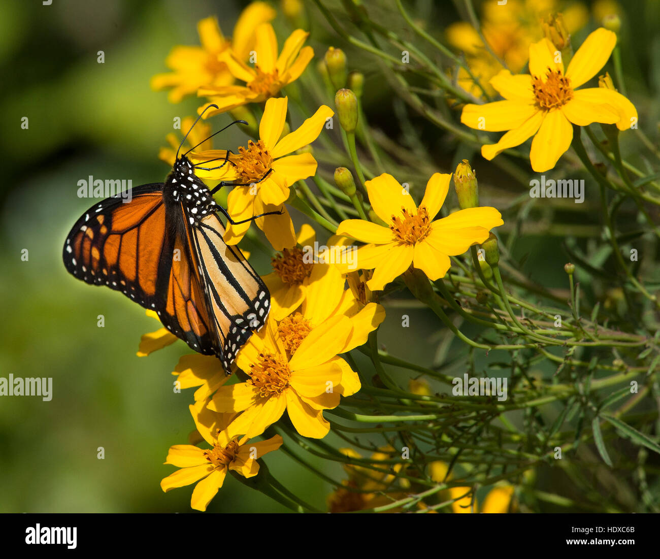 Monarch butterfly danaus plexippus feeding hi-res stock photography and ...