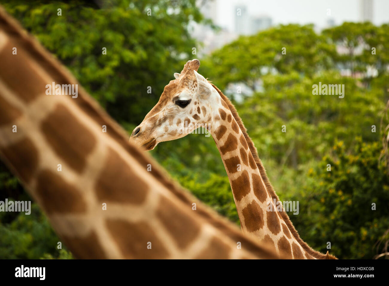 Two giraffes in a park in front of trees with city buildings out of focus in the background Stock Photo