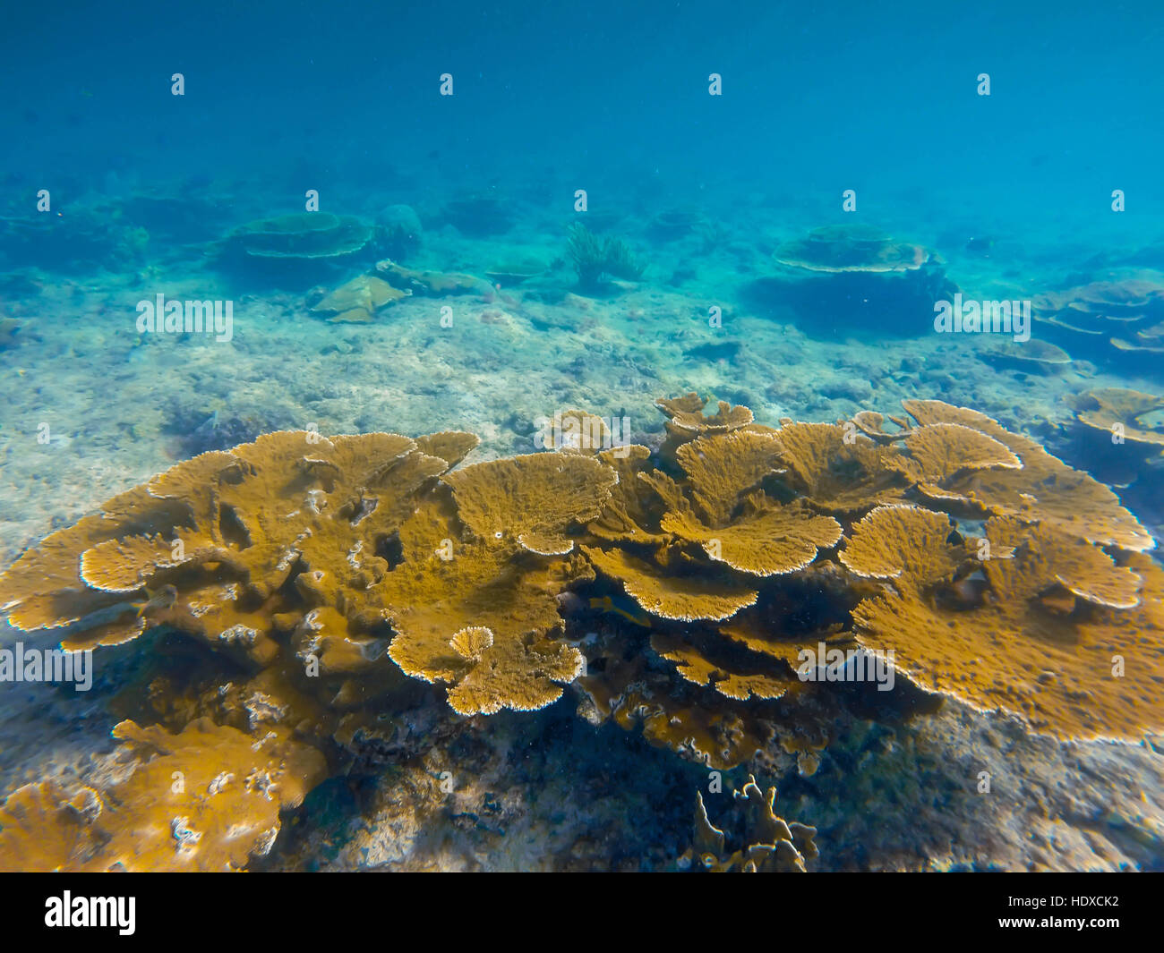 Underwater Caribbean coral reef, underwater landscape Stock Photo