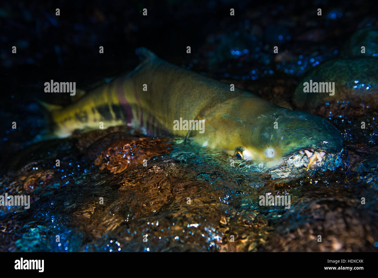 Chum salmon in the rapids of Byrne Creek, Burnaby; metro Vancouver. Stock Photo