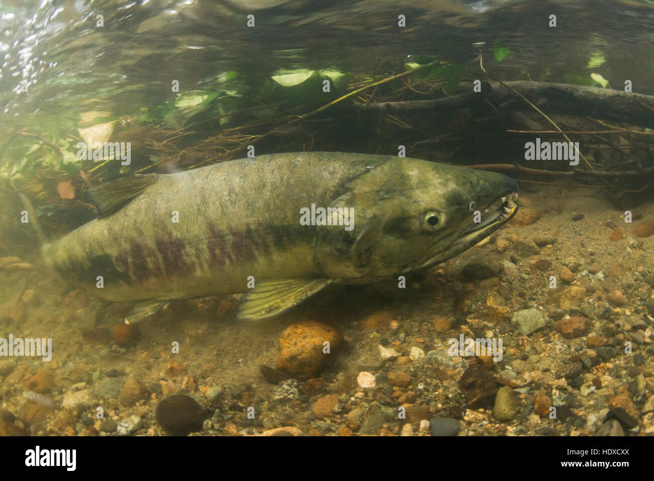 Chum salmon in shallow creek in Metro Vancouver. Stock Photo