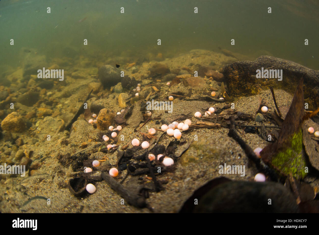 Salmon eggs river hi-res stock photography and images - Alamy