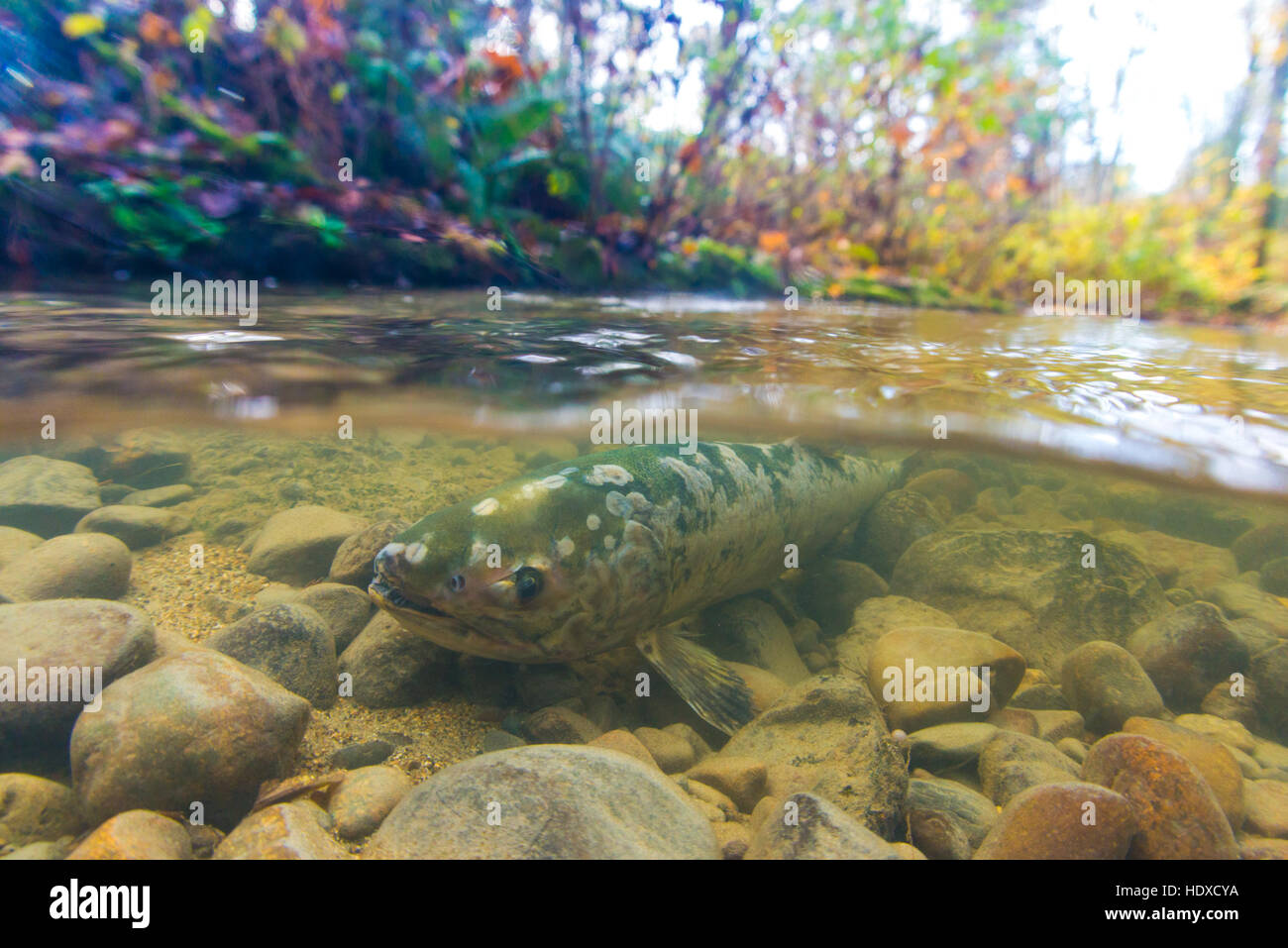Dying Chum salmon just after spawning. Stock Photo