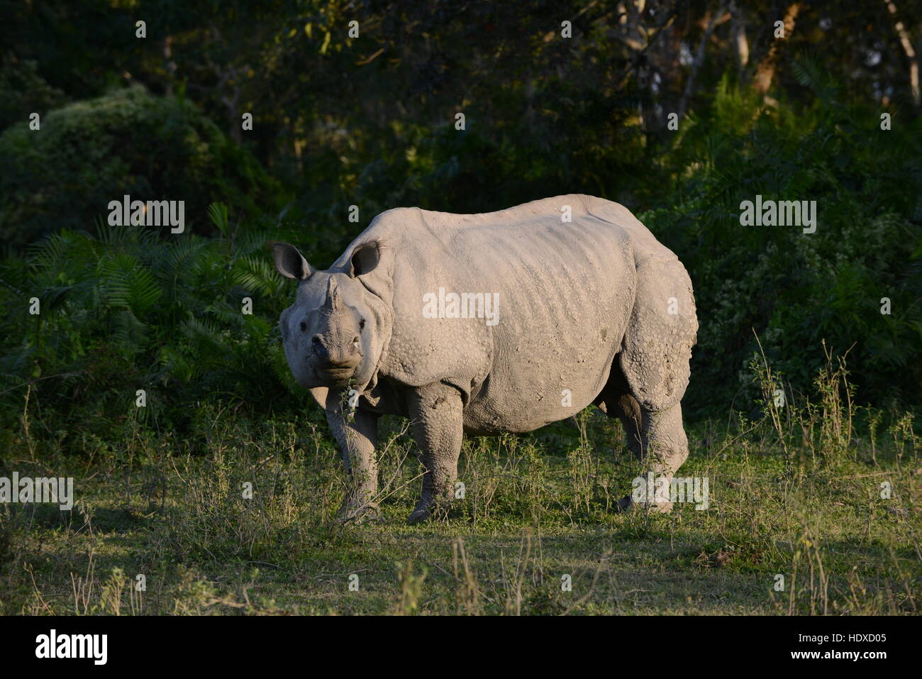 A greater onehorned rhinoceros in Kaziranga national park in Assam