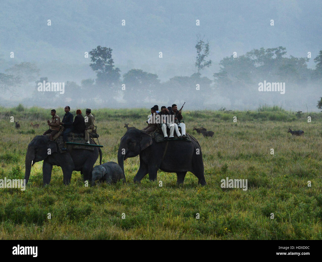 Elephant safari in Kaziranga national park in Assam, India. Stock Photo