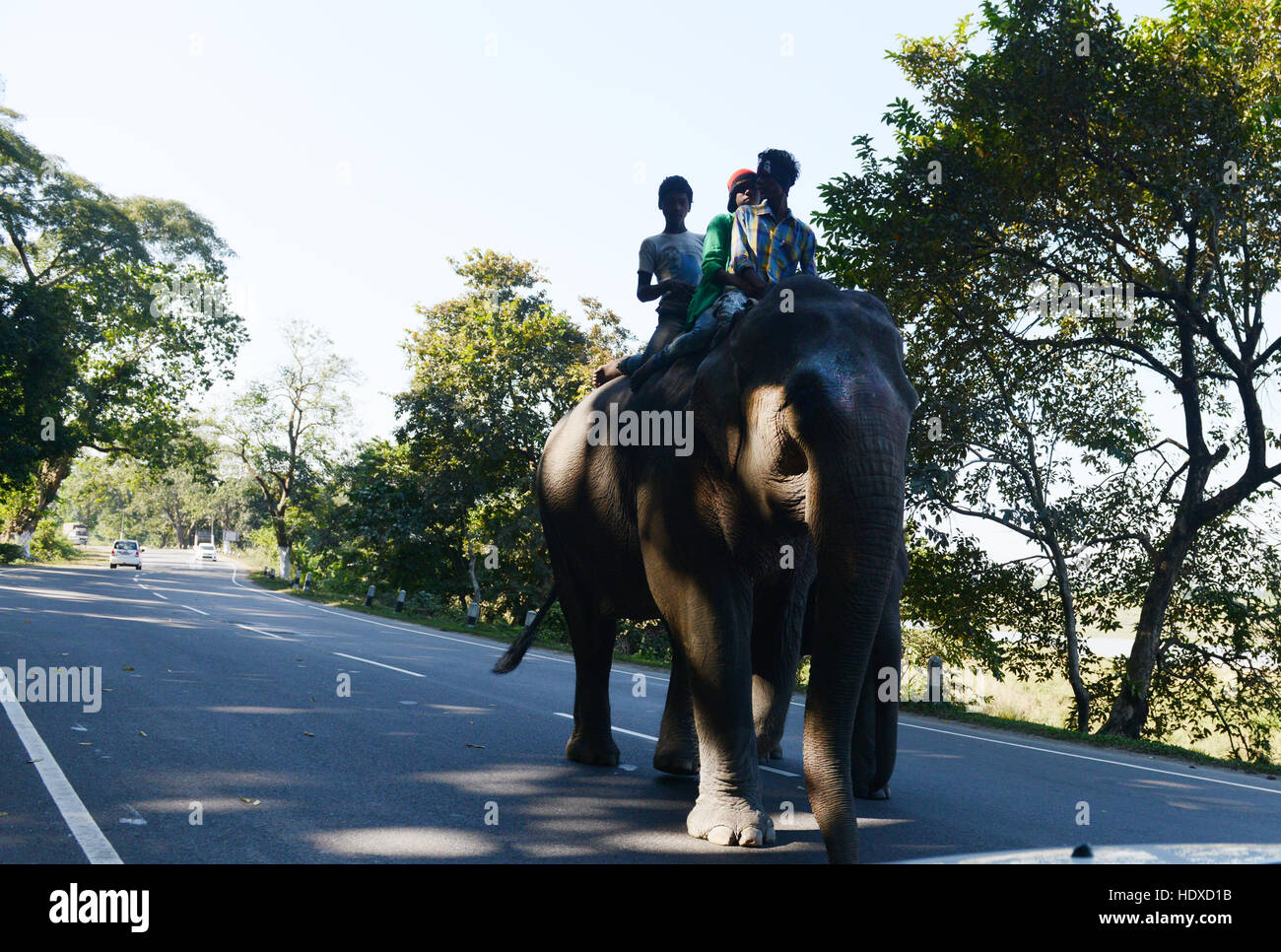 A Mahout on his elephant in Assam, India. Stock Photo