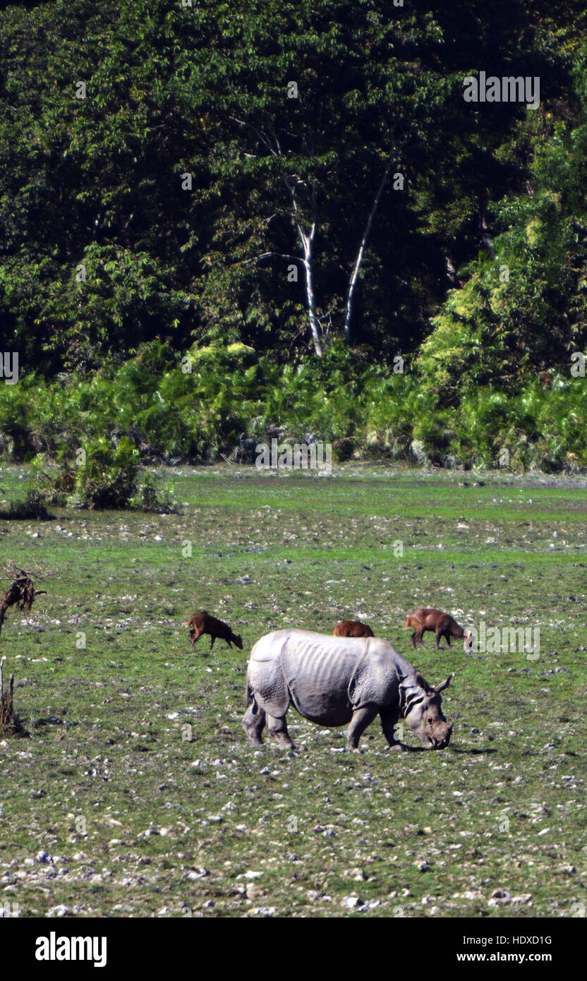 A greater onehorned rhinoceros in Kaziranga national park in Assam