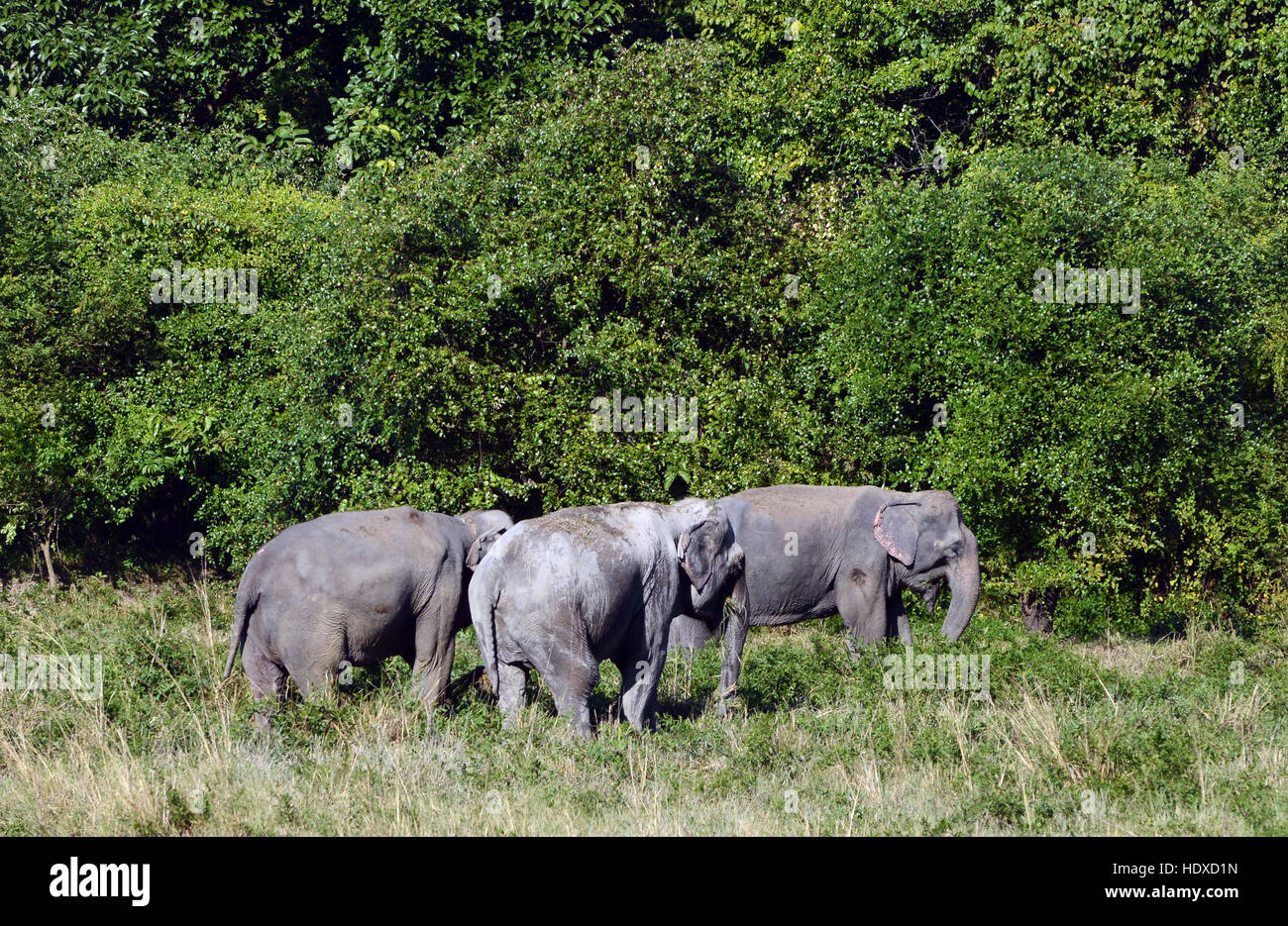 Wild elephants in Kaziranga national park in Assam, India. Stock Photo