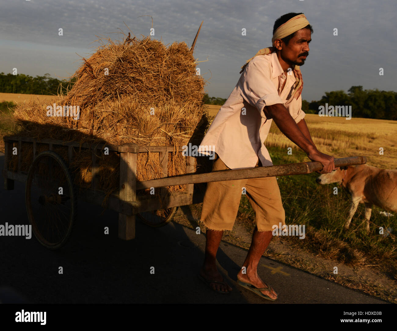 Carrying hay from harvested paddy hires stock photography and images