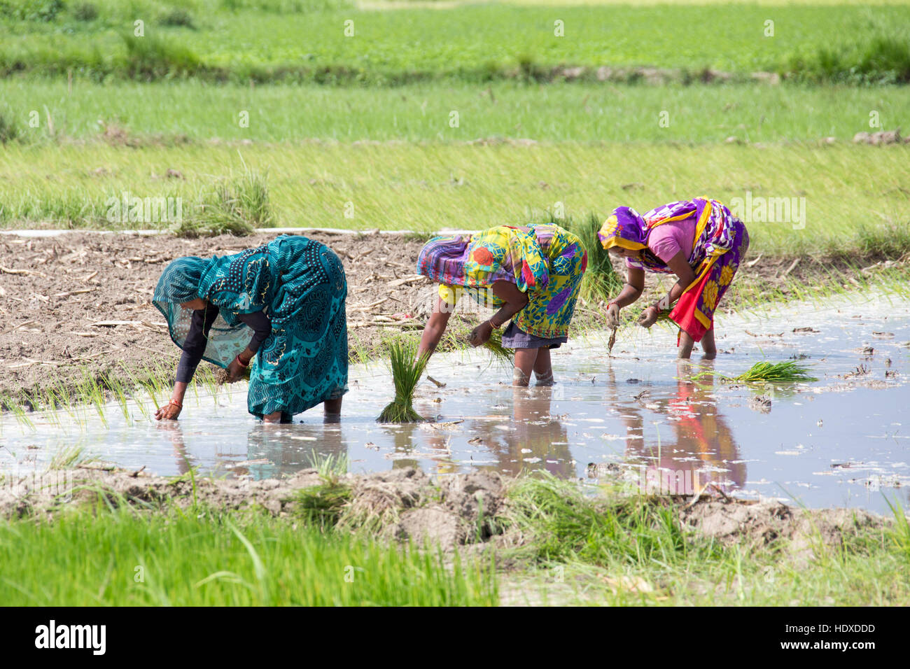 Planting rice in the Terai region of Nepal Stock Photo Alamy