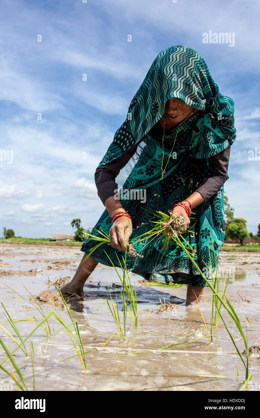 Planting rice in the Terai region of Nepal Stock Photo