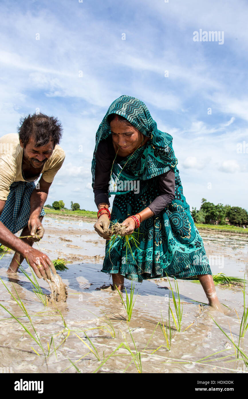Planting rice in the Terai region of Nepal Stock Photo
