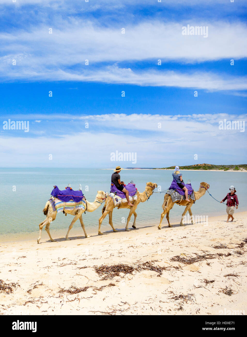 Camel ride tour on the beach at Monkey Mia in Shark Bay, Western Australia Stock Photo