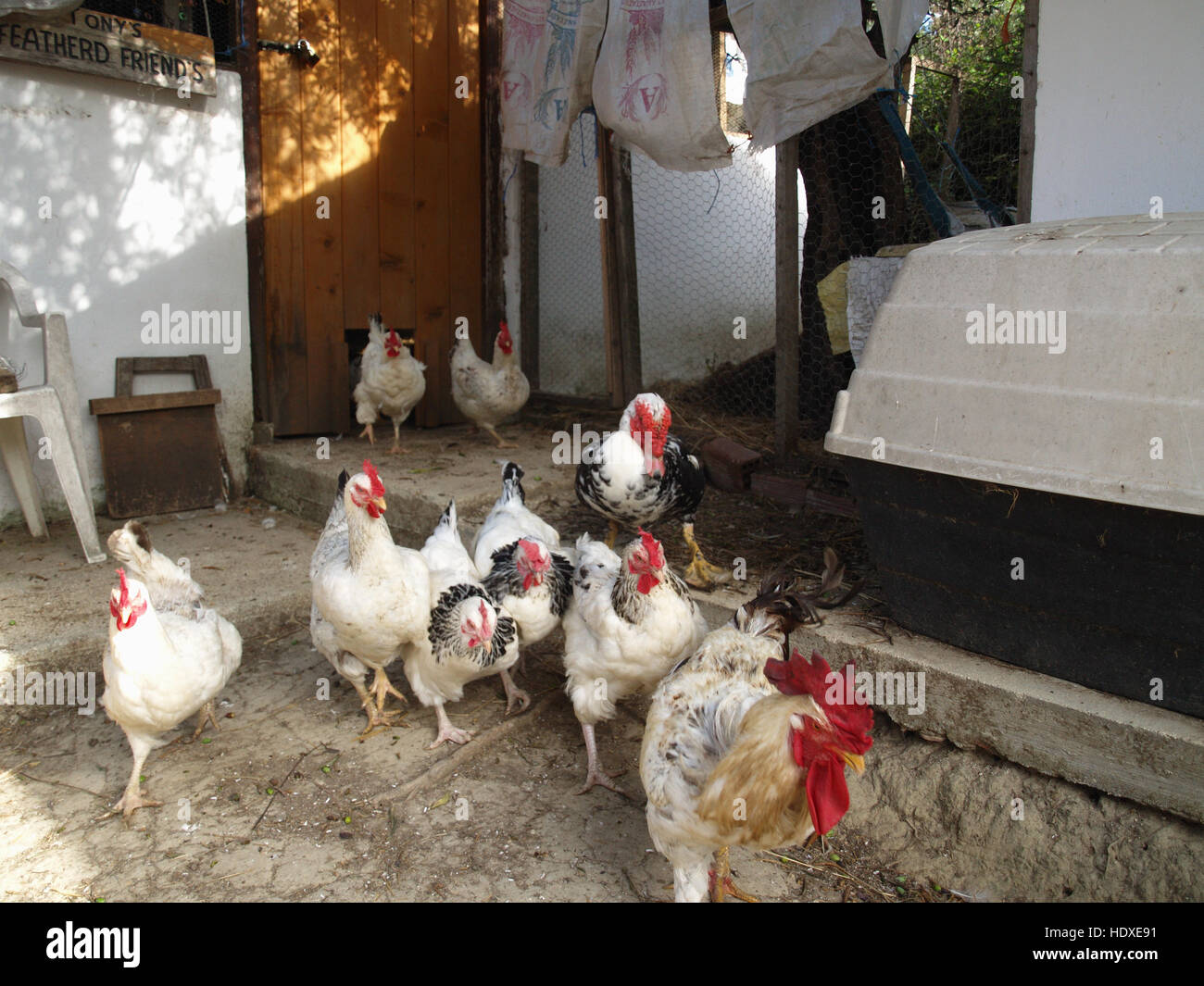 Flock of chickens being released for morning feeding Stock Photo - Alamy