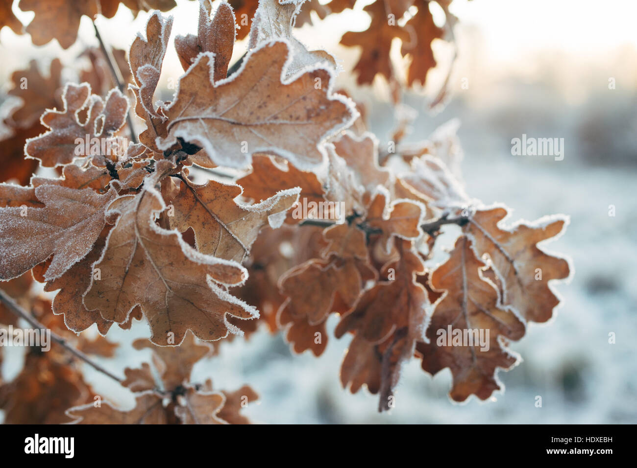 Oak tree branch with frosted leaves, season change concept, selective focus Stock Photo