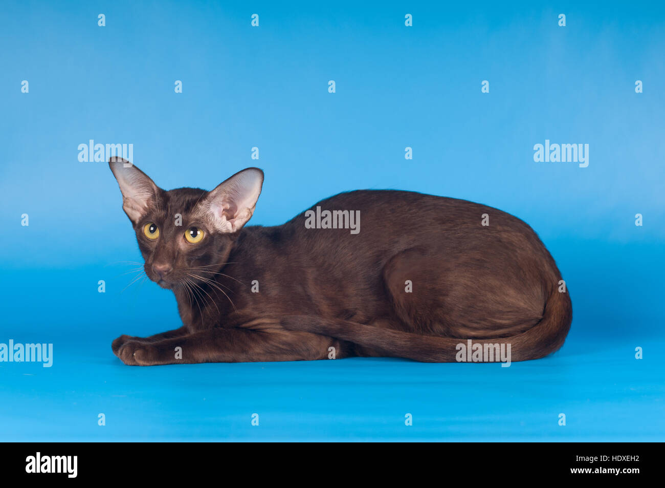 Oriental lying cat portrait on blue background Stock Photo