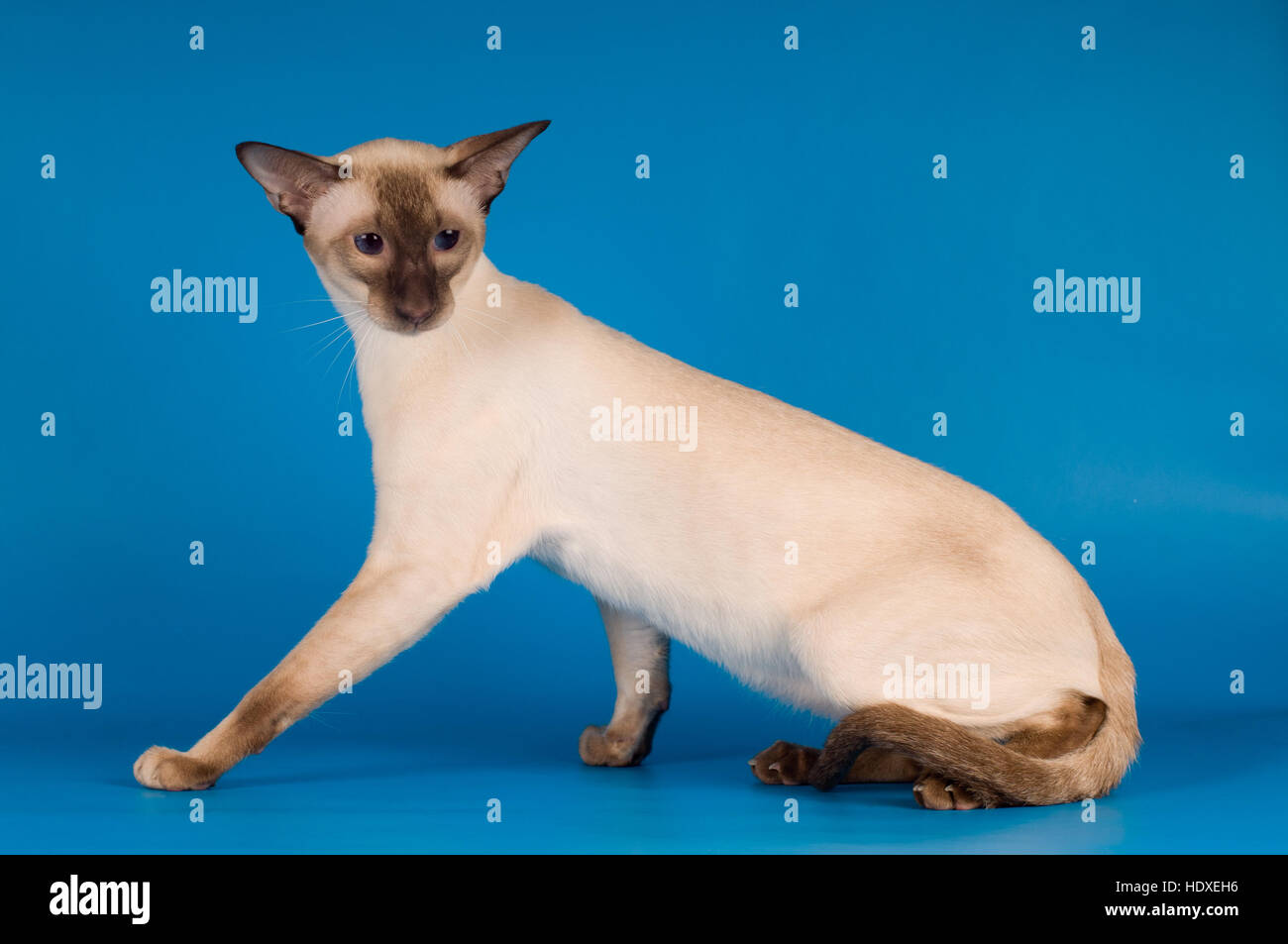 Siam cat portrait on blue background Stock Photo