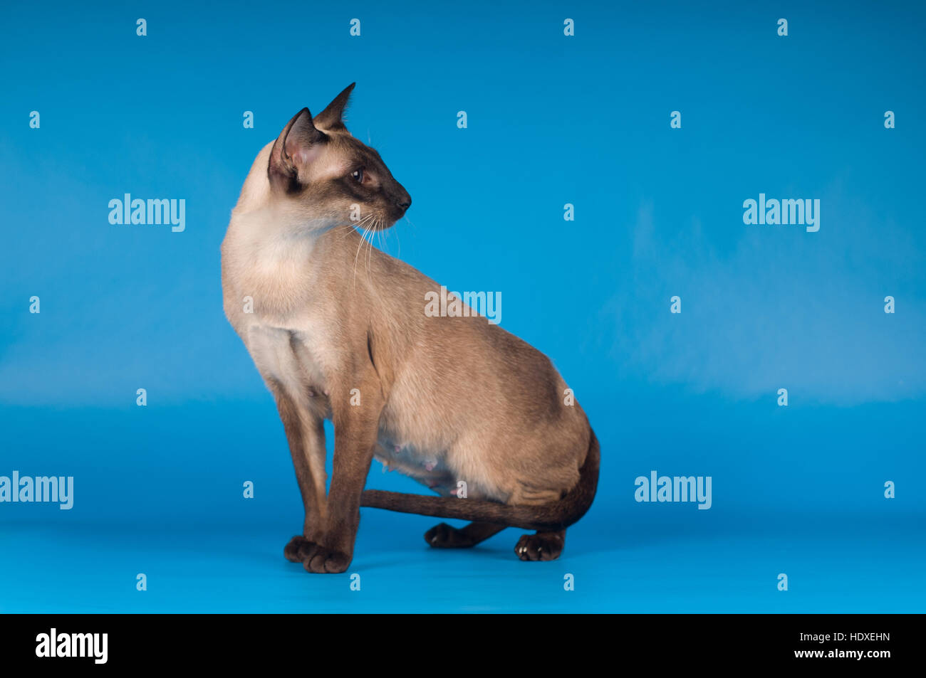 Siam cat portrait on blue background Stock Photo