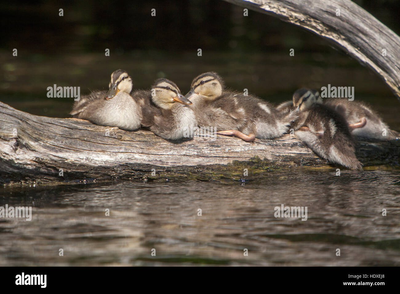 five mallard chicks, dreetzsee, carwitz, feldberger seenlandschaft, mecklenburgische seenplatte district, mecklenburg-vorpommern, germany Stock Photo