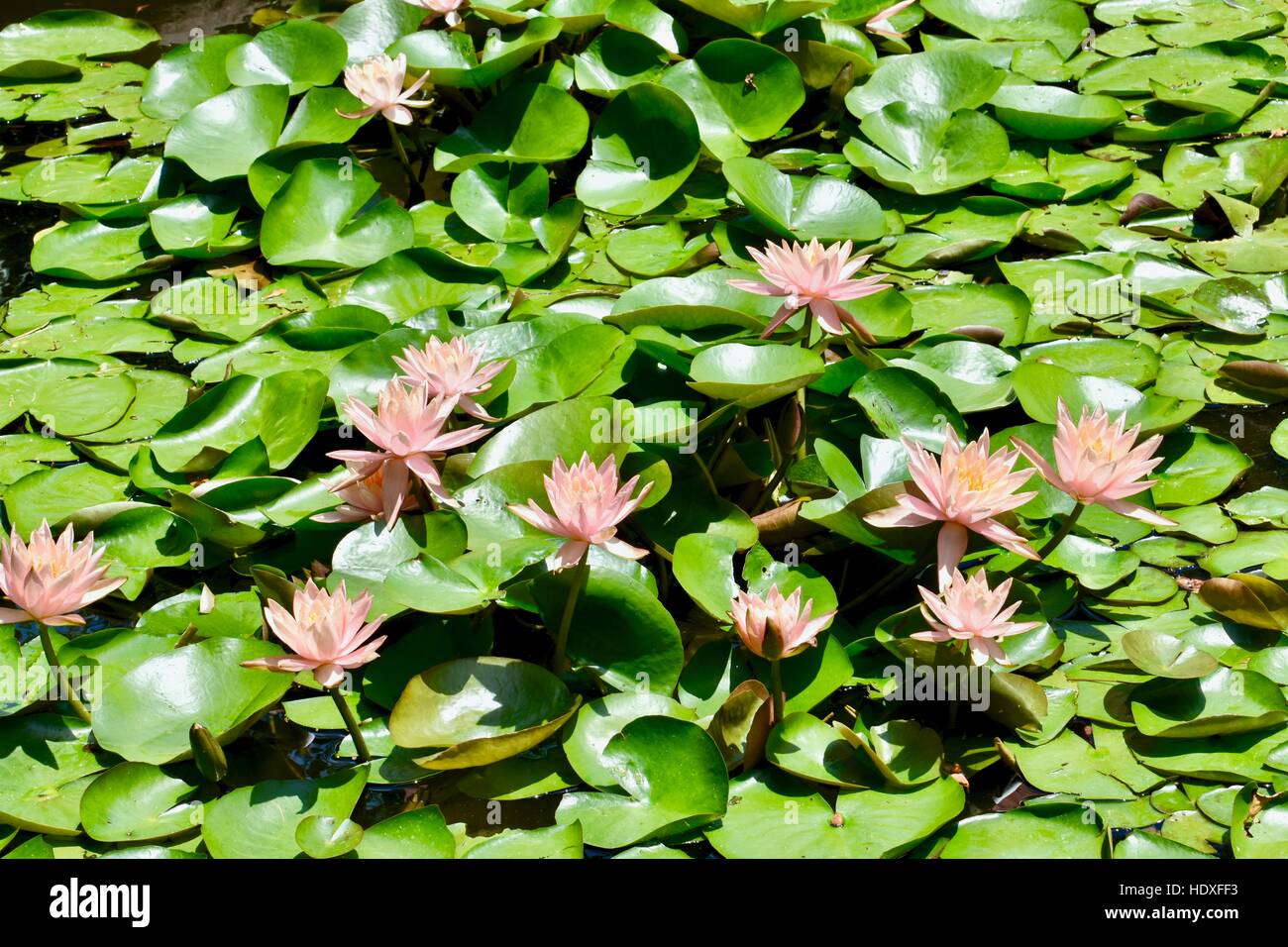 Lilly pads in a pond with beautiful pink flowers Stock Photo Alamy
