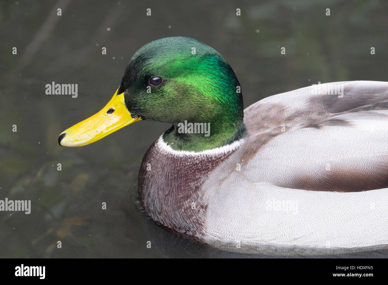 Ducks at Slimbridge Wetland Centre in England Stock Photo