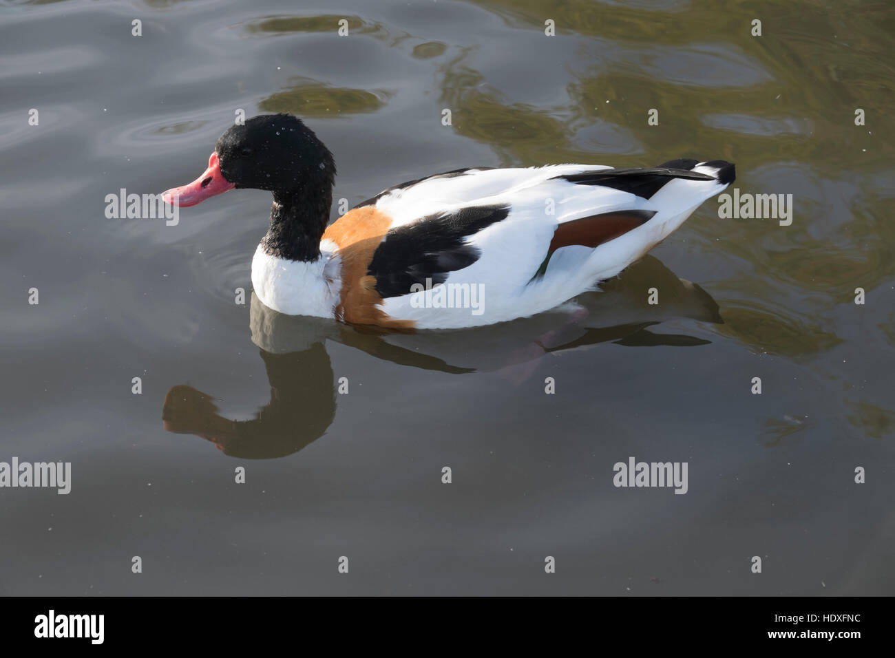 Ducks at Slimbridge Wetland Centre in England Stock Photo