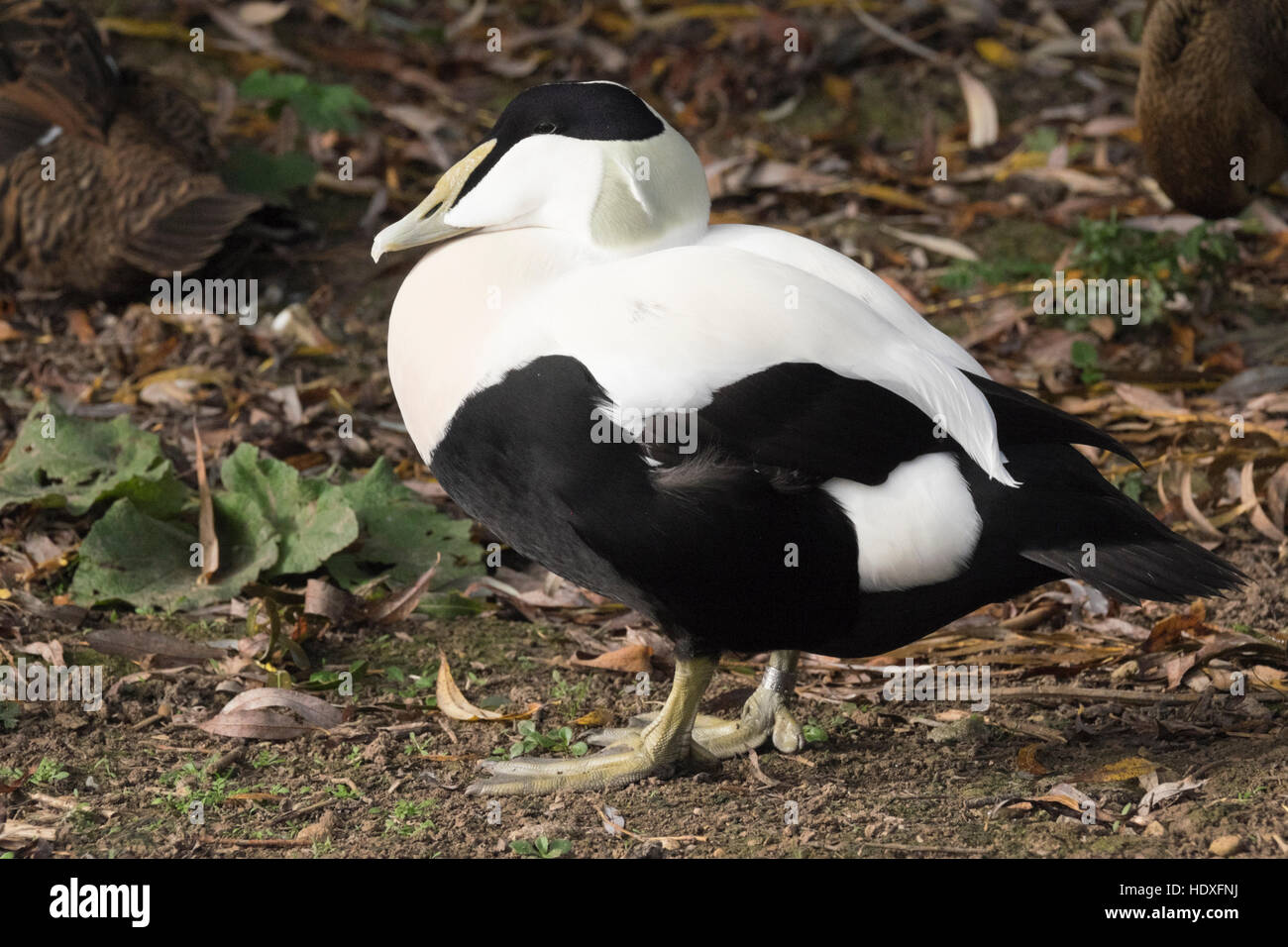 Ducks at Slimbridge Wetland Centre in England Stock Photo