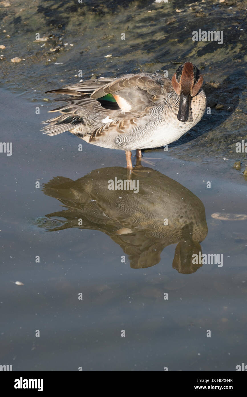 Ducks at Slimbridge Wetland Centre in England Stock Photo