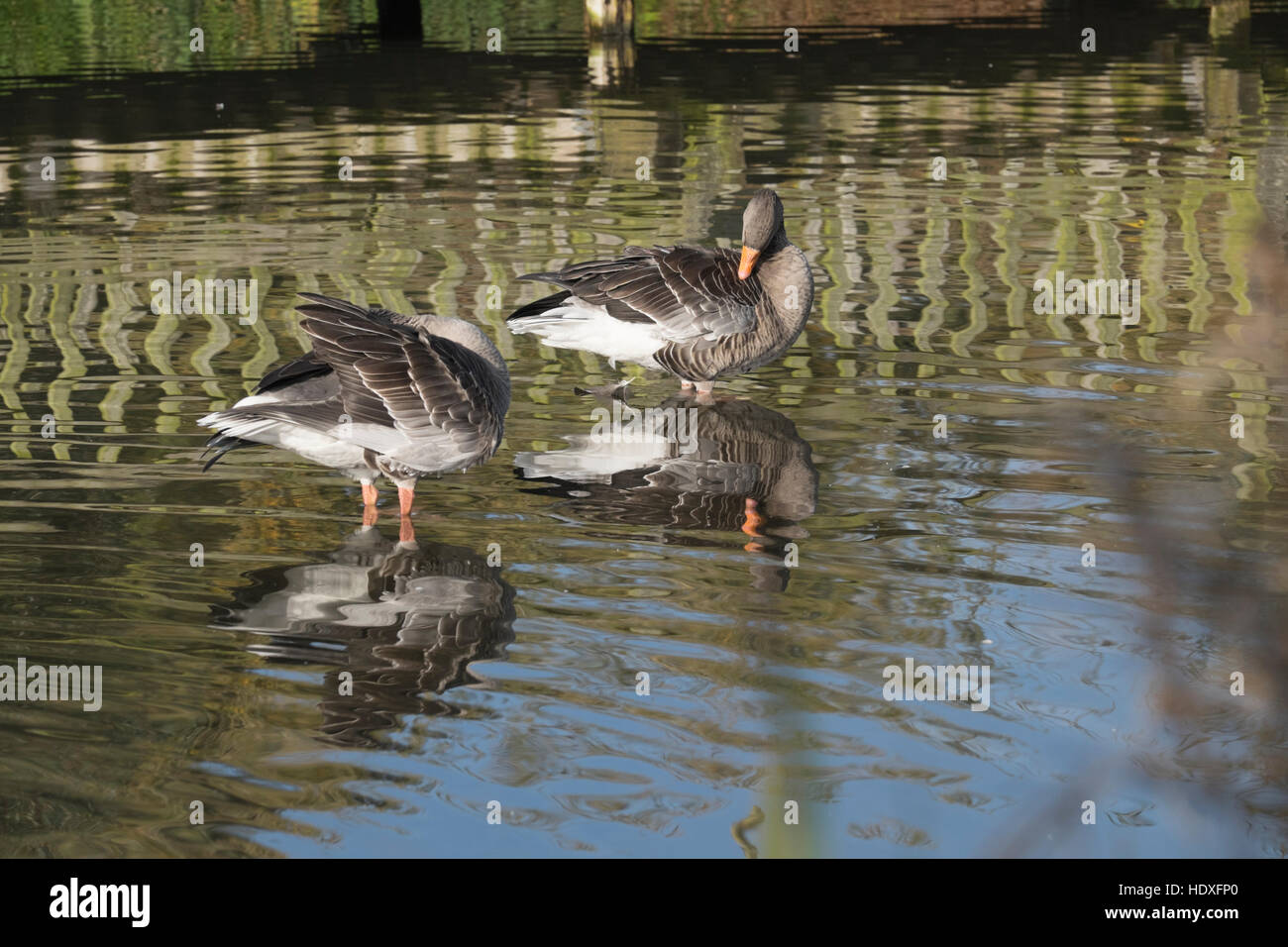 Geese at Slimbridge Wetland Centre in Gloucestershire,England Stock ...