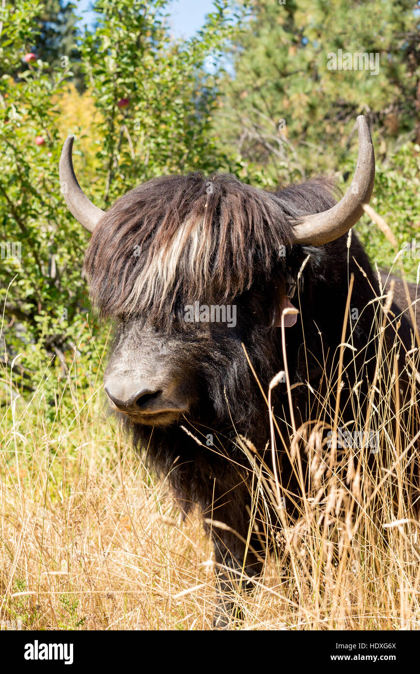 Yak, Northeast Oregon Stock Photo Alamy