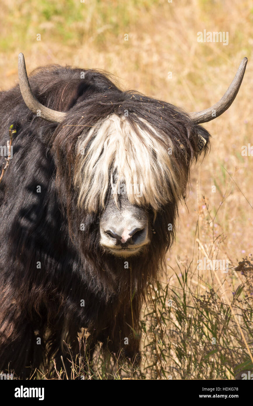 Yak, Northeast Oregon Stock Photo Alamy