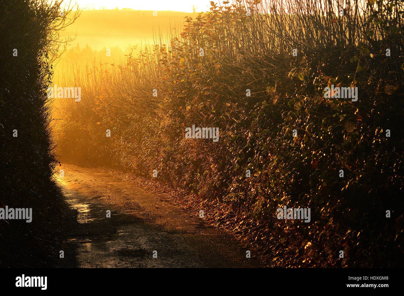 Quiet Devon country lane lit by early morning sunrise Stock Photo