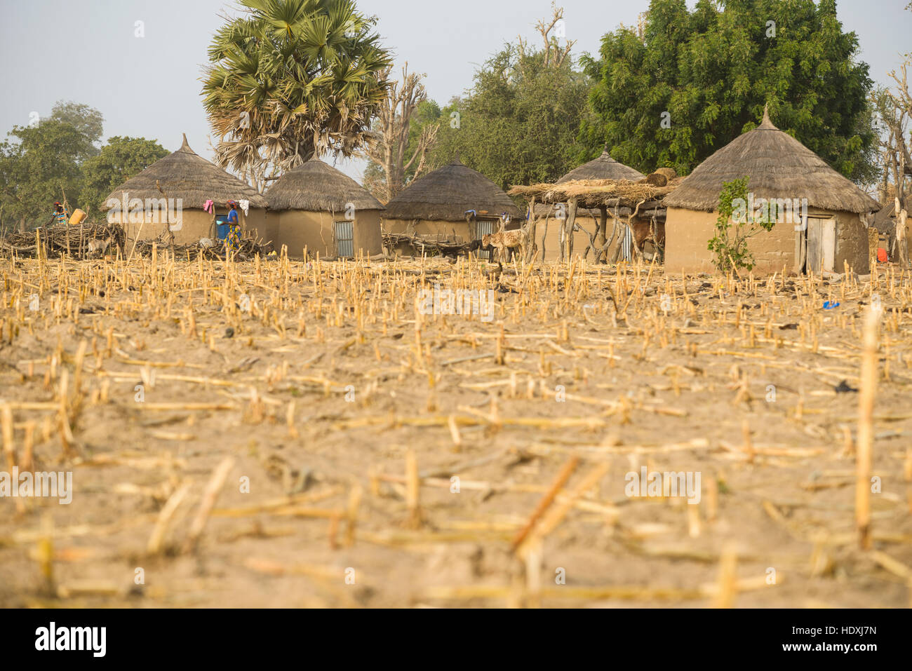 Rural life in a Fulani village of the Sahel in northeastern Burkina Faso Stock Photo