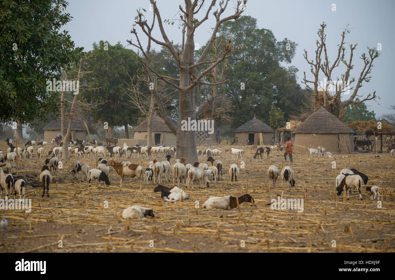 Rural life in a Fulani village of the Sahel in northeastern Burkina Faso Stock Photo