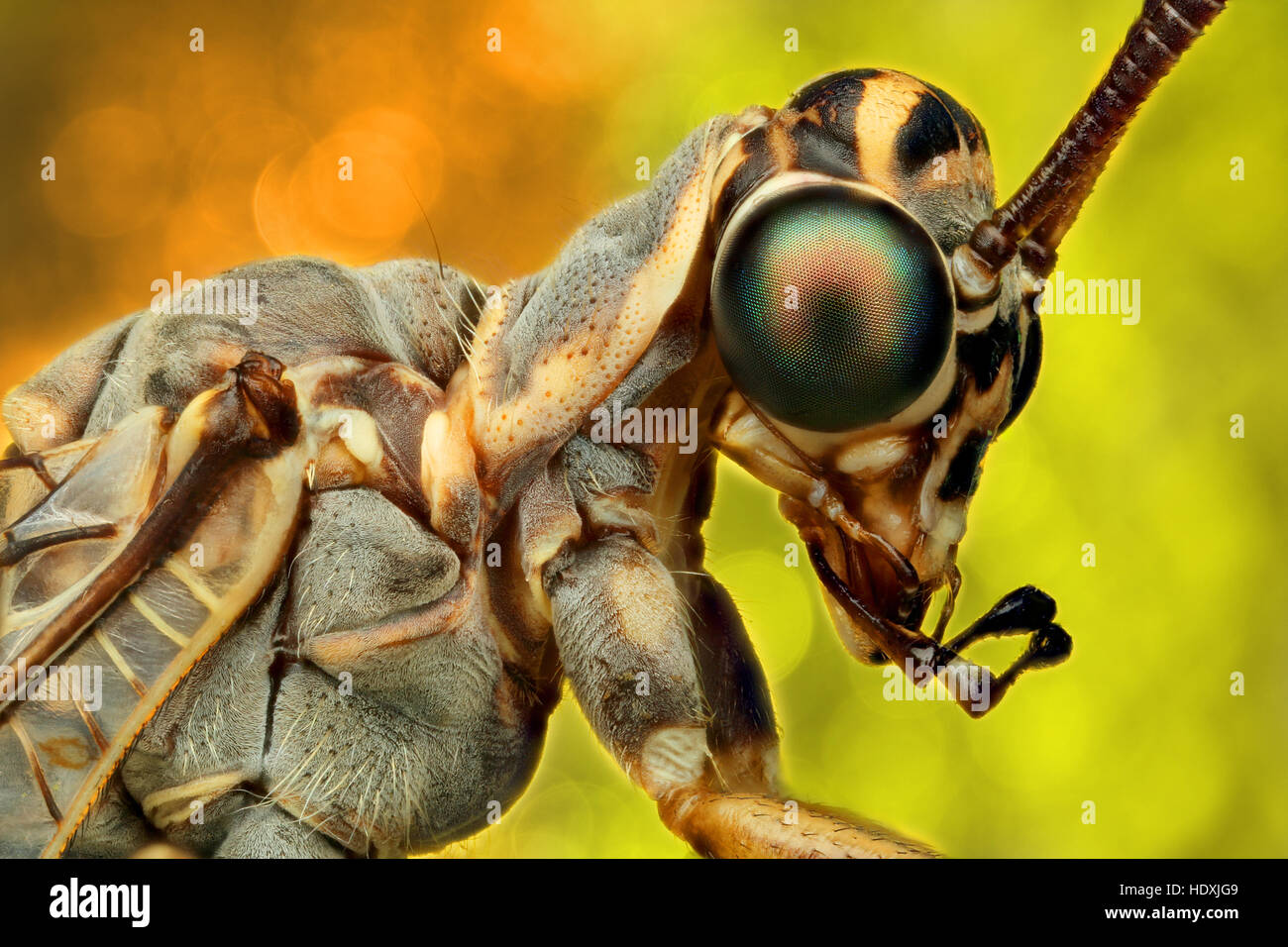dragon fly extreme macro portrait Stock Photo