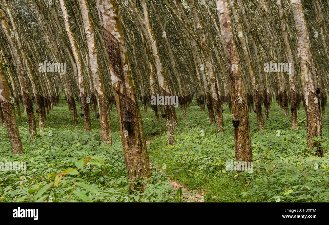 Travel ivory coast hi-res stock photography and images - Alamy