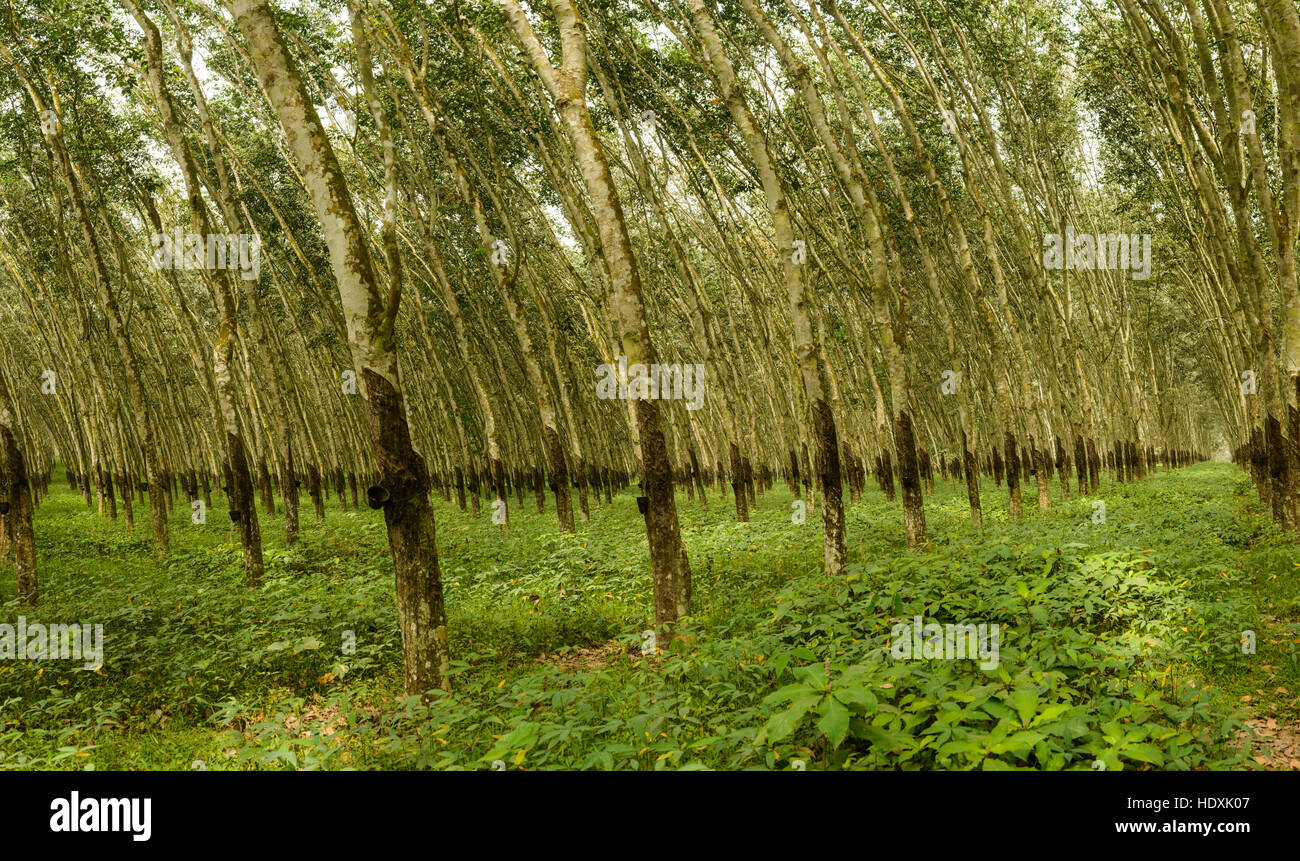 Rubber tree plantations, Ivory Coast Stock Photo