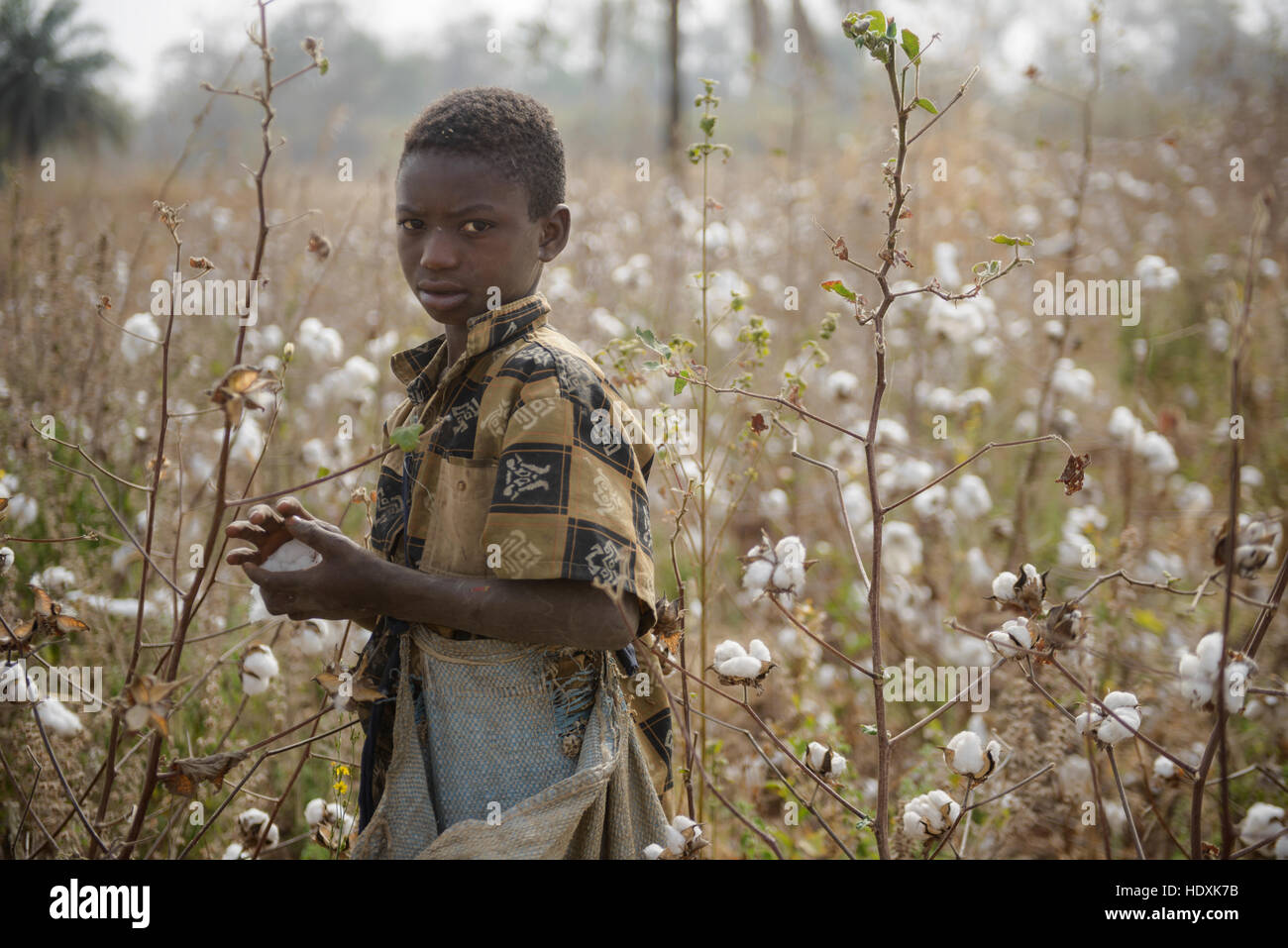 Work in the cotton fields of Cote D'Ivoire, (Ivory Coast Stock Photo