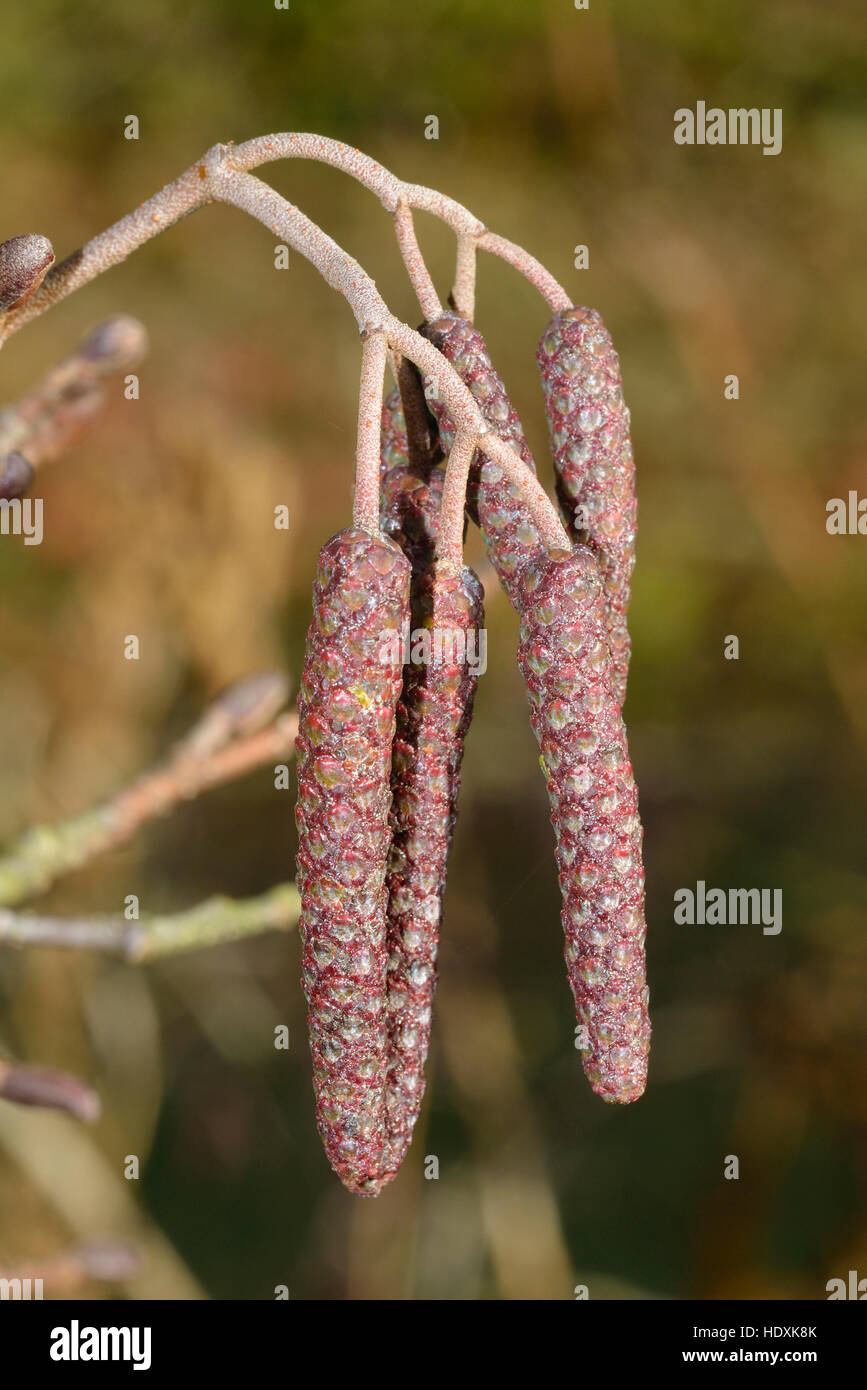Common Alder - Alnus glutinosa Male Catkins in early Winter Stock Photo