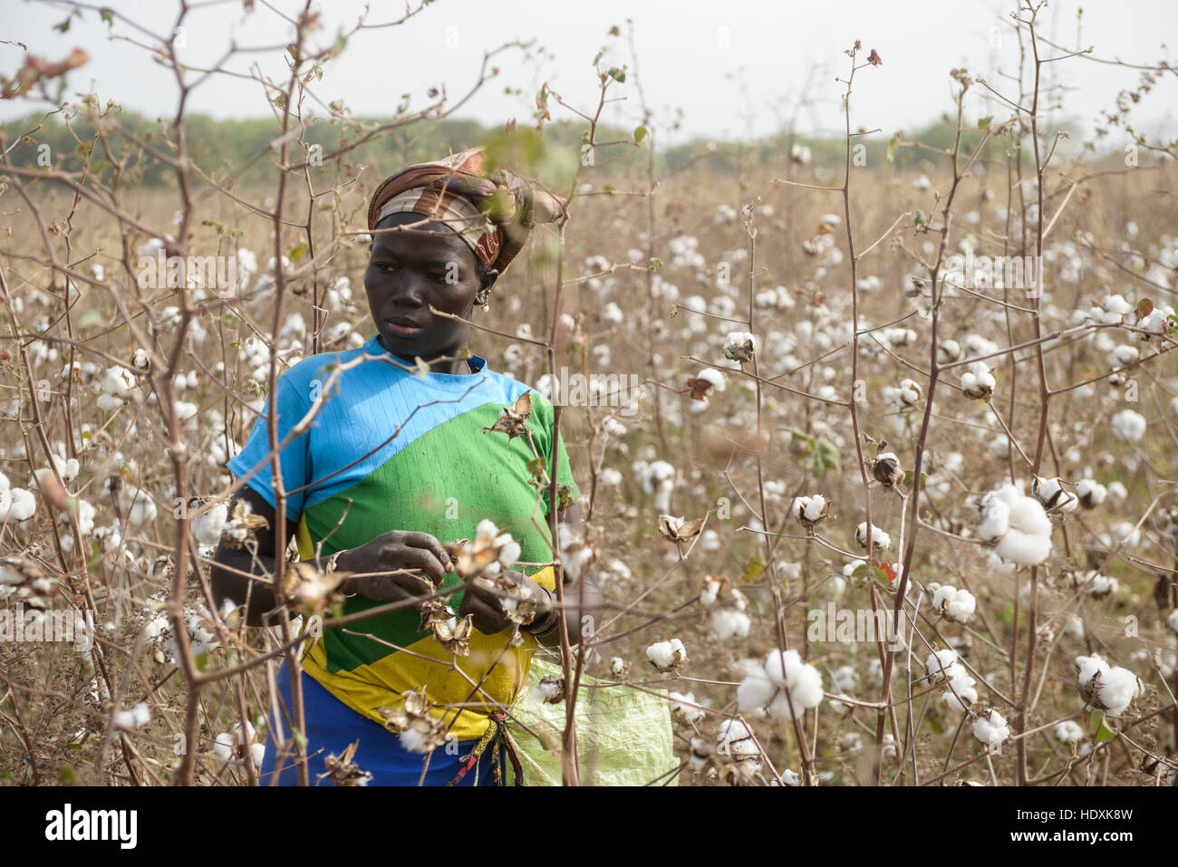 Work in the cotton fields of Cote D'Ivoire, (Ivory Coast Stock Photo
