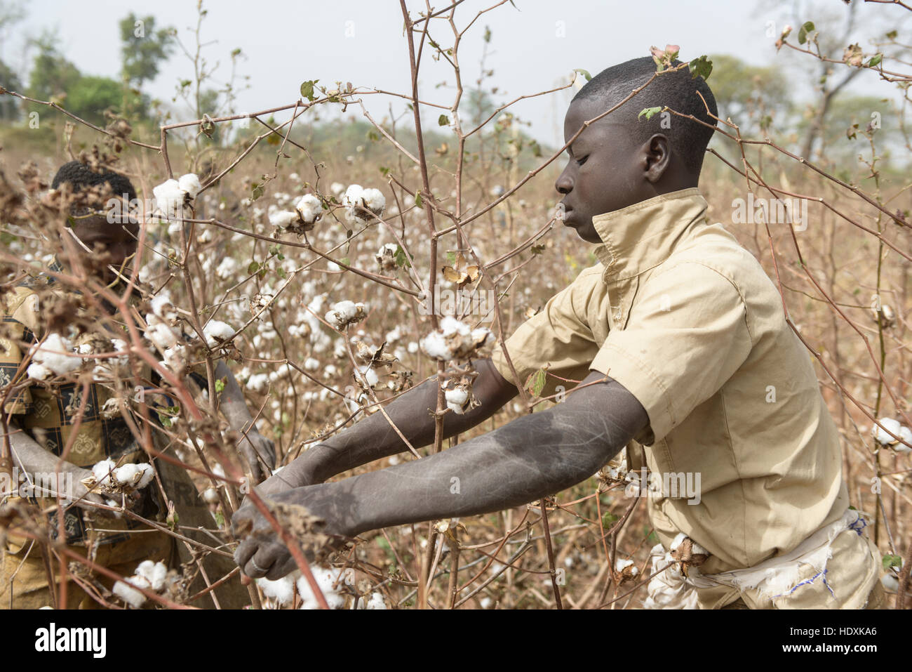 Work in the cotton fields of Cote D'Ivoire, (Ivory Coast Stock Photo