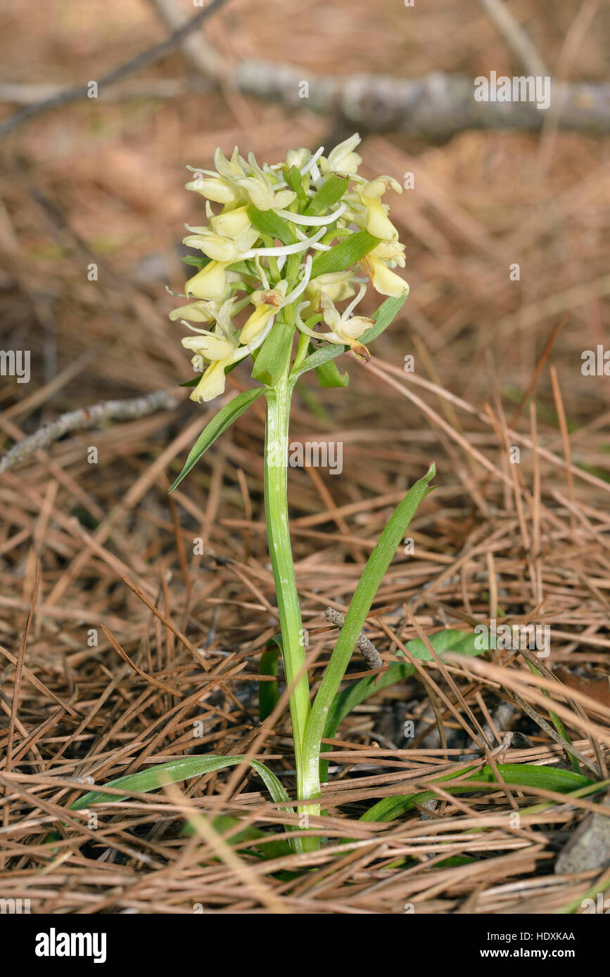 Roman Orchid - Dactylorhiza romana Whole plant in Cyprus Pine Forest Stock Photo