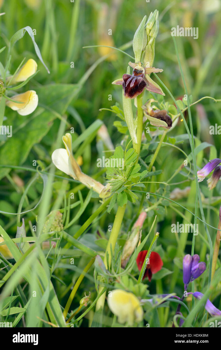 Ophrys morio Orchid, with Hairy Yellow Vetch - Vicia hybrida, Three-leaved Bellevalia - Bellevalia trifoliata Stock Photo