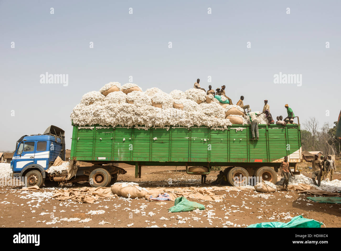 Work in the cotton fields of Cote D'Ivoire, (Ivory Coast Stock Photo