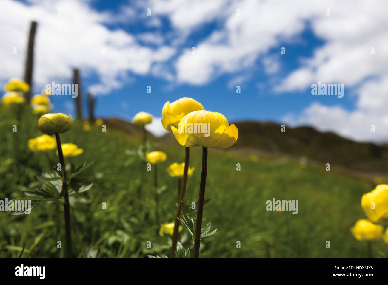Globeflower (Trollius europaeus), Jaufenpass High Mountain Pass, Bolzano-Bozen, Italy, Europe Stock Photo
