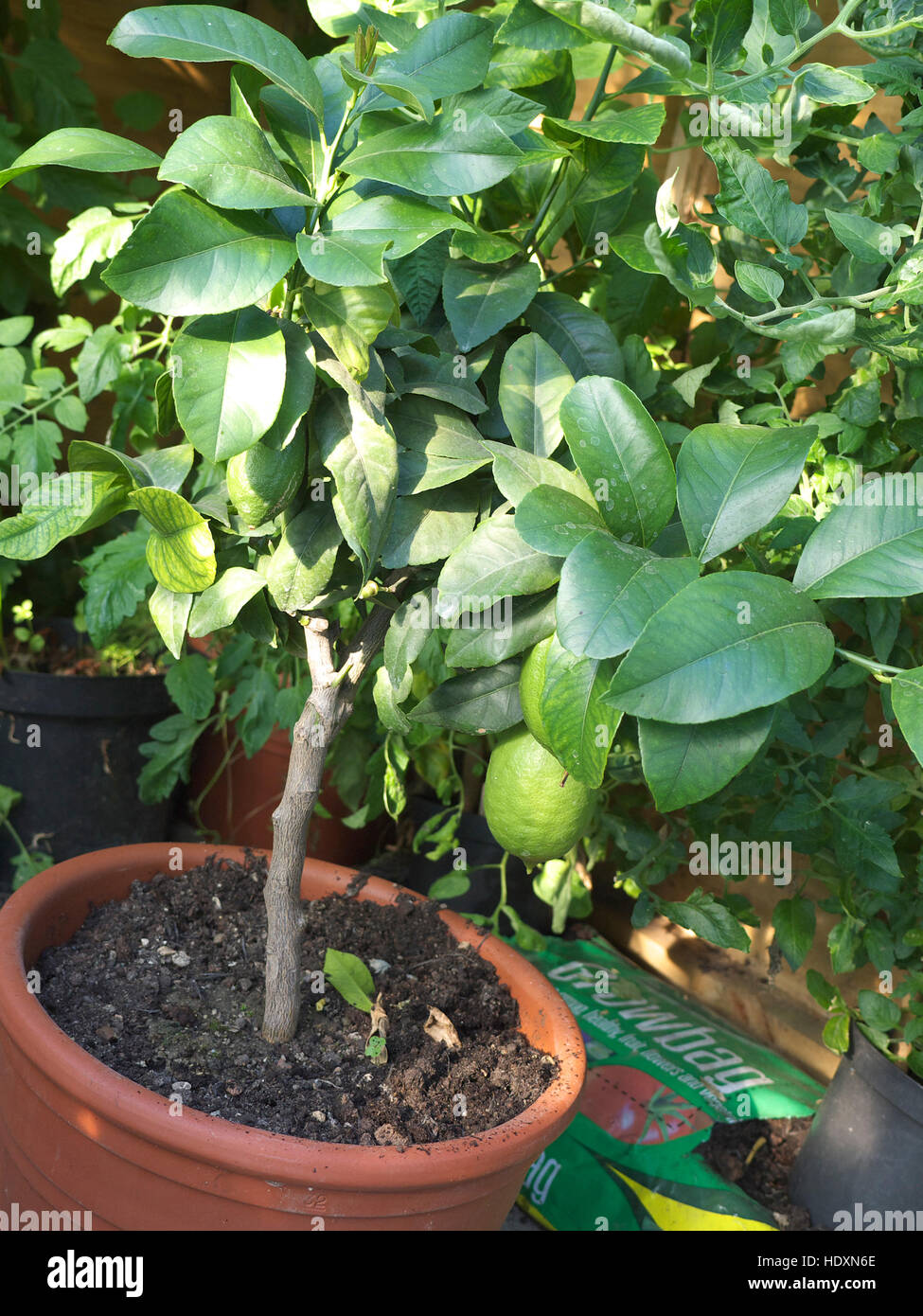 Lemon tree growing in a greenhouse Stock Photo Alamy