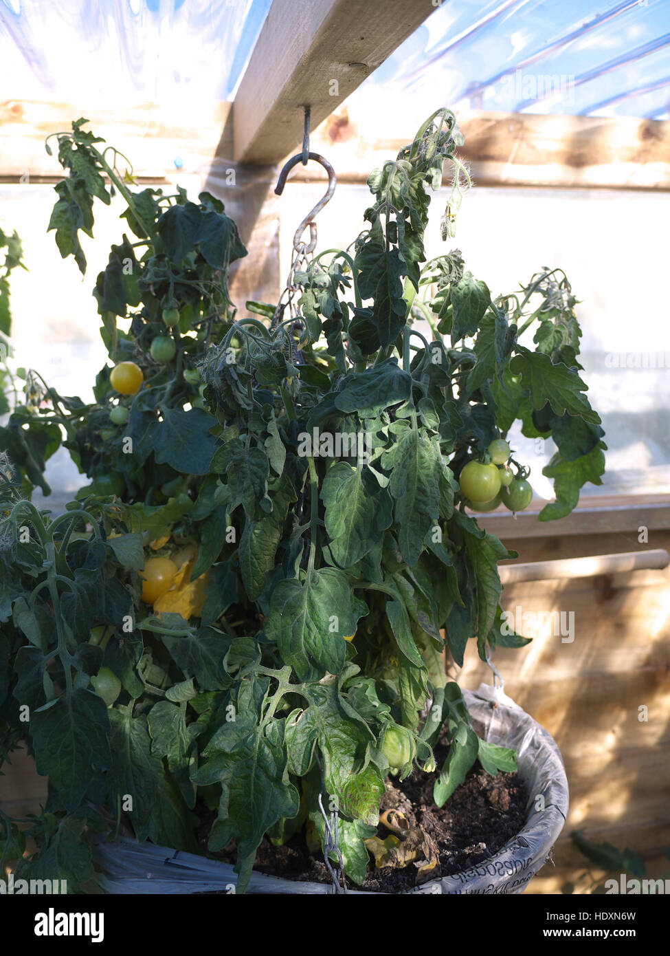 Yellow tumbling tomatoes growing in a hanging basket in a greenhouse